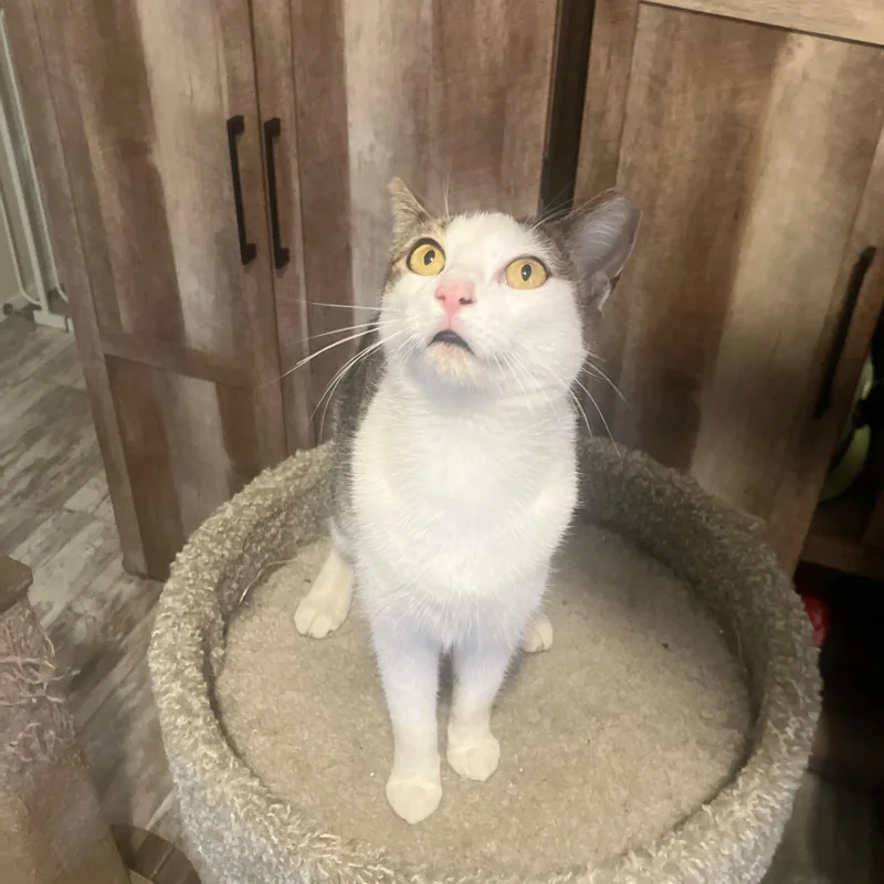 A young medium-sized female Gray & White Domestic Short Hair cat named Dolly for adoption in Miami, FL