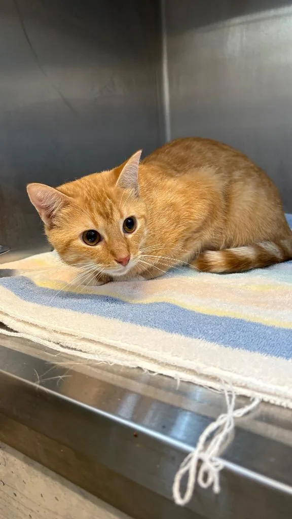 A young medium-sized male Domestic Short Hair cat named Sultan for adoption in Clarksville, TN