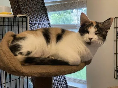 An adult medium-sized female Calico Domestic Short Hair cat named Butterscotch ORT for adoption in Missouri City, TX