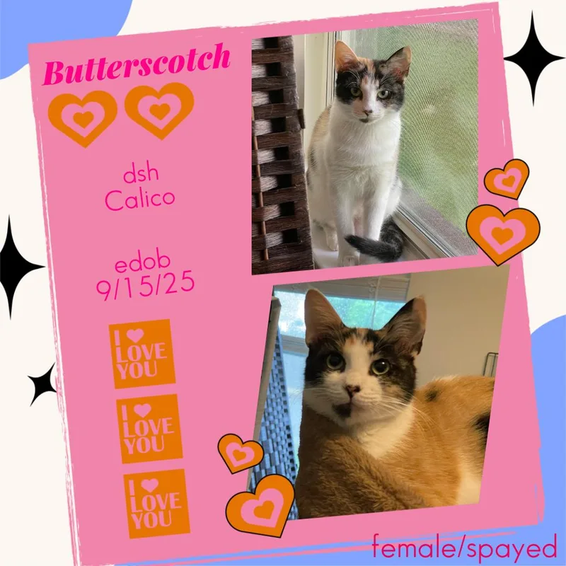 Butterscotch ORT thumbnail 2