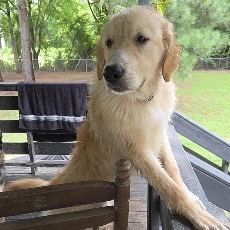 A baby medium-sized male Apricot / Beige Golden Retriever dog named Luke for adoption in Warrior, AL