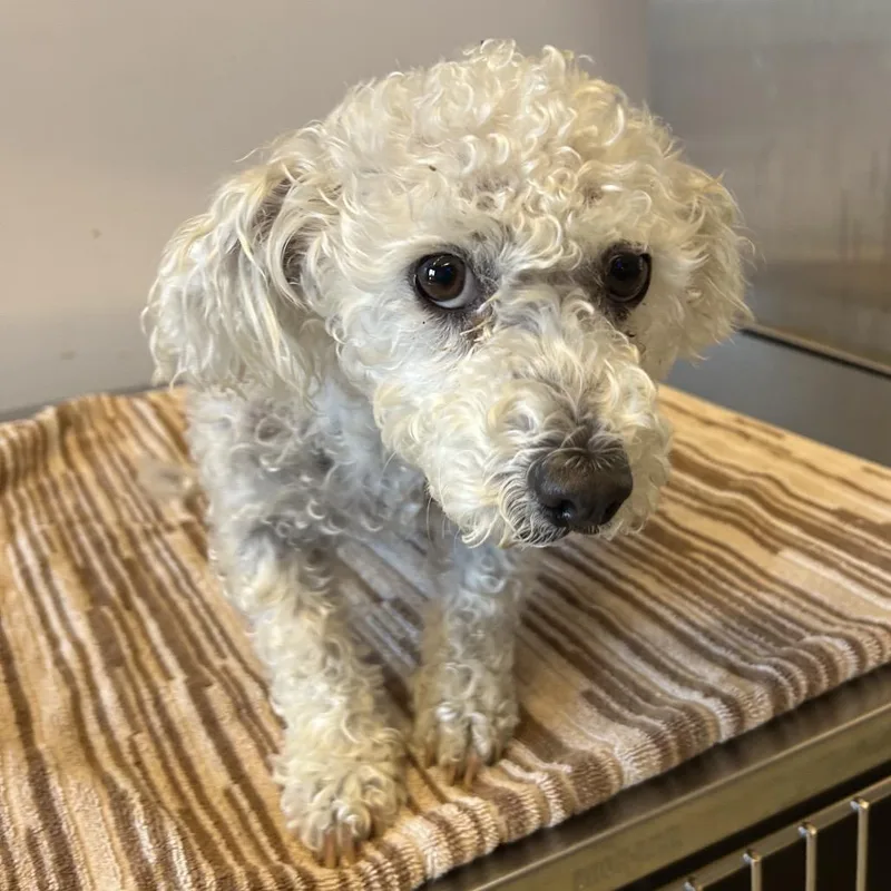 A senior small-sized female White / Cream Miniature Poodle dog named Lola for adoption in San Gabriel, CA