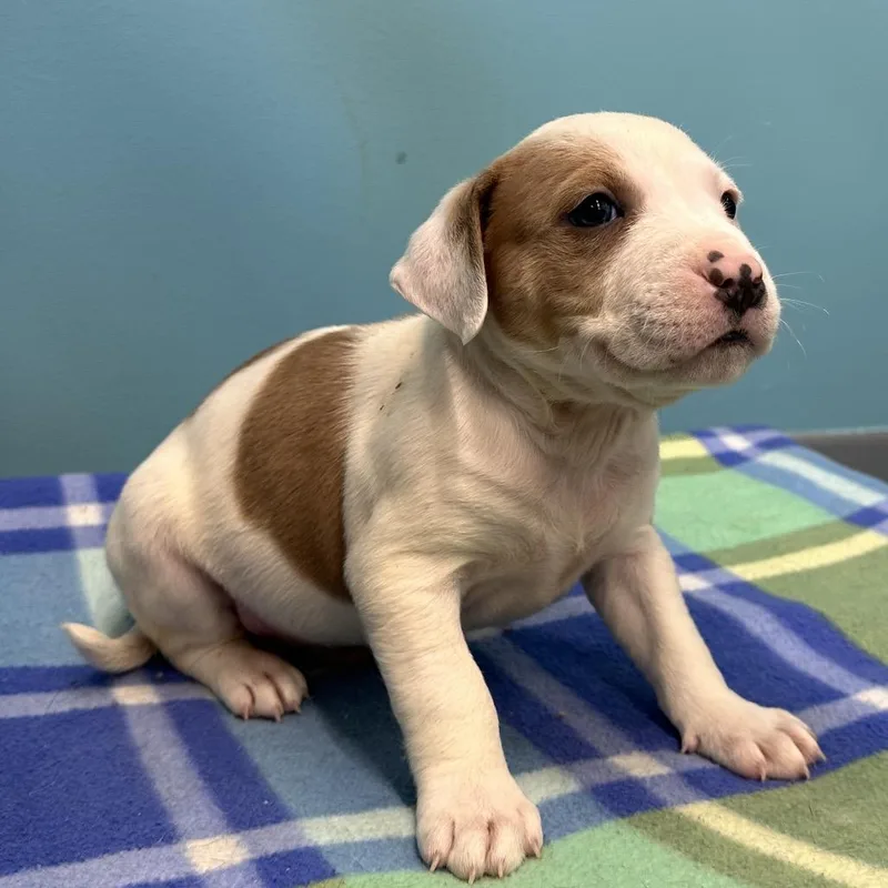 D'angelo thumbnail 2