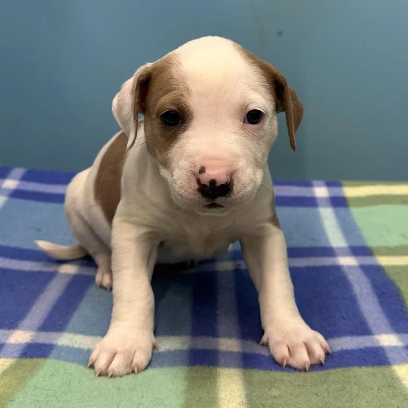 D'angelo thumbnail 3