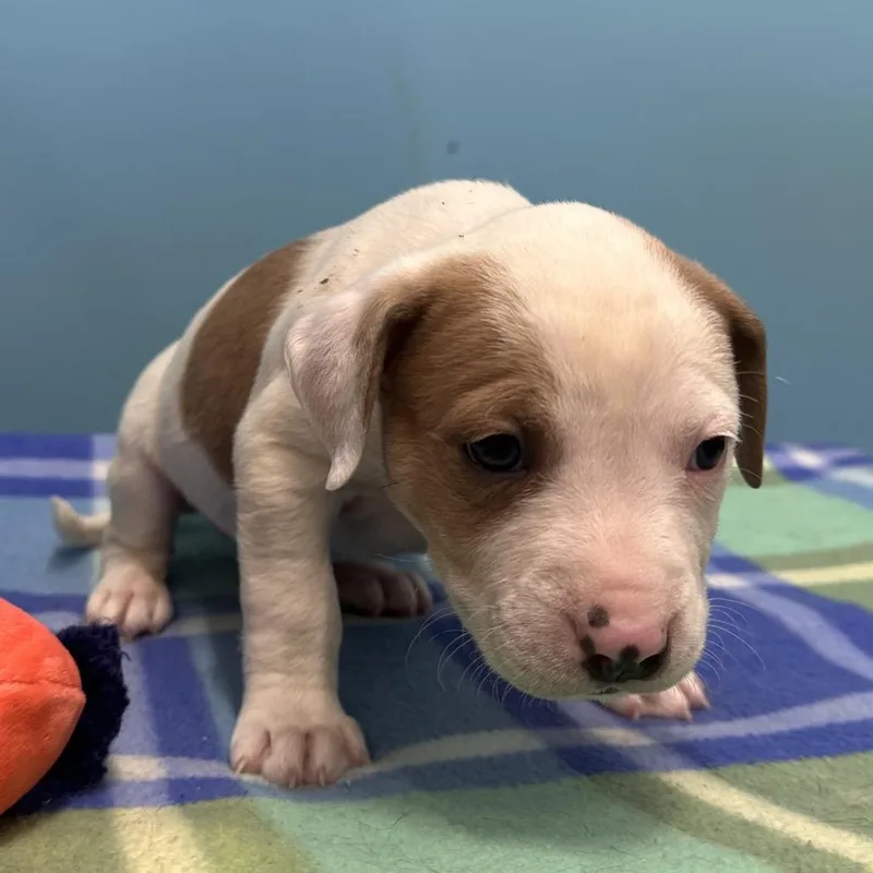 D'angelo thumbnail 4