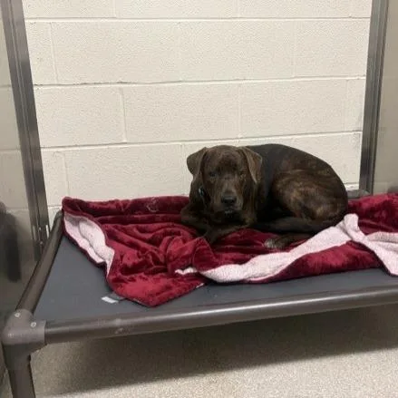 A young medium-sized male Black Labrador Retriever dog named Bob for adoption in Novelty, OH