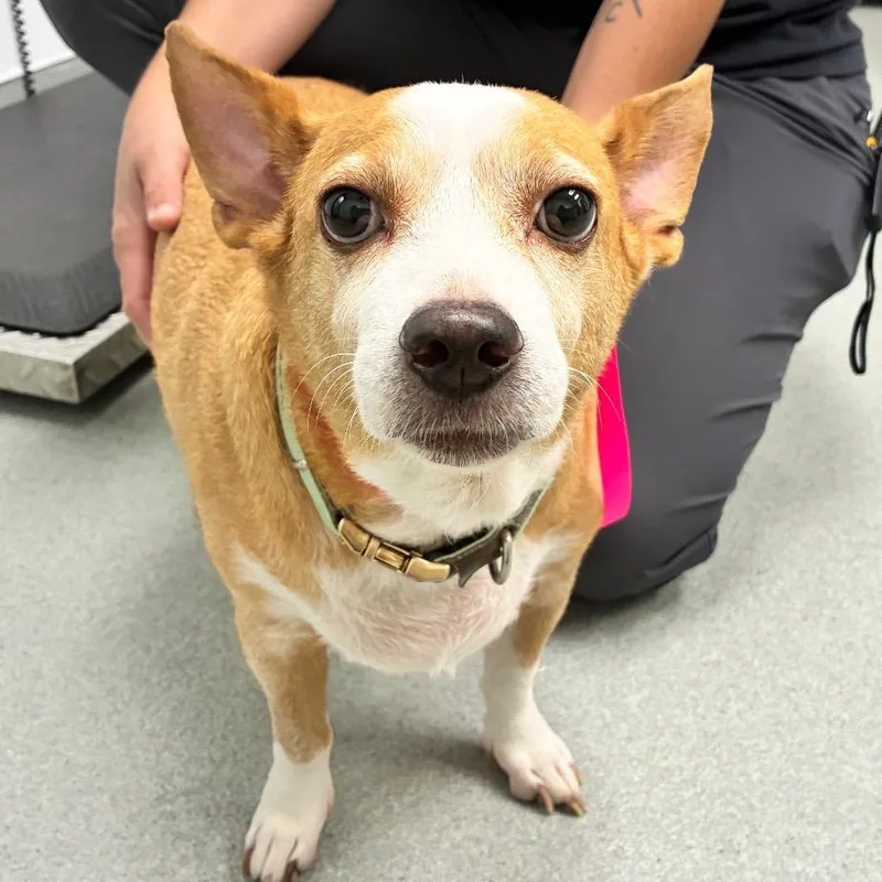 A senior medium-sized female Corgi dog named Holly for adoption in Abilene, TX