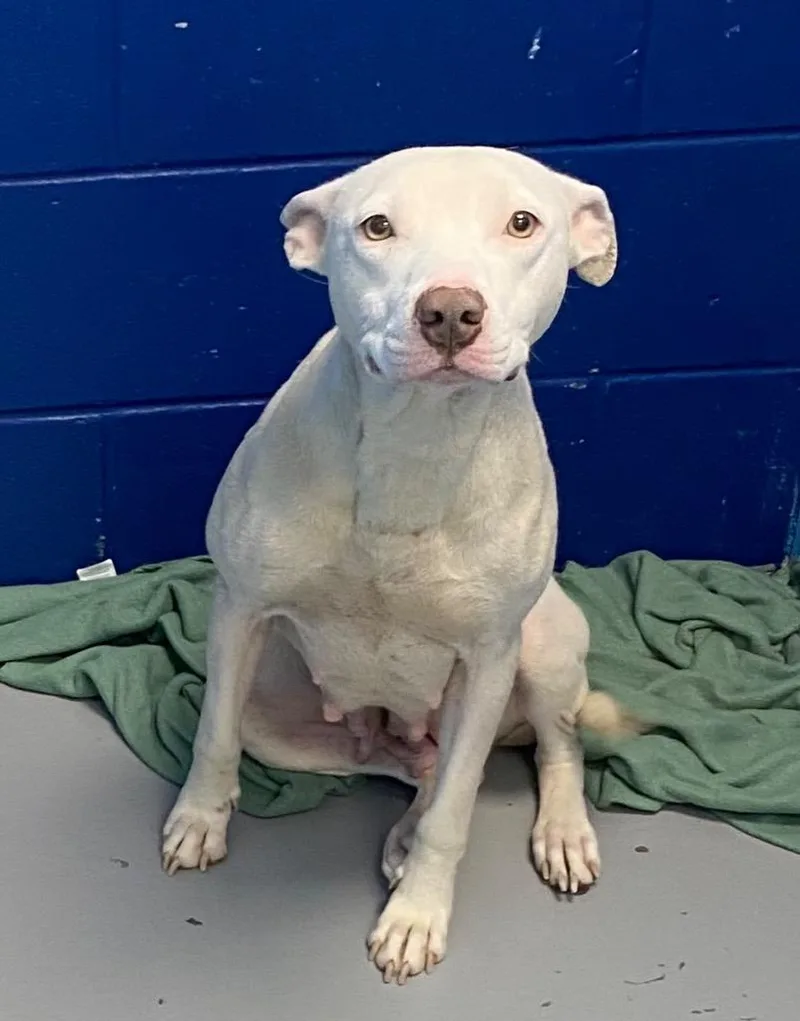 An adult medium-sized female Terrier dog named Opal for adoption in Hartsville, SC