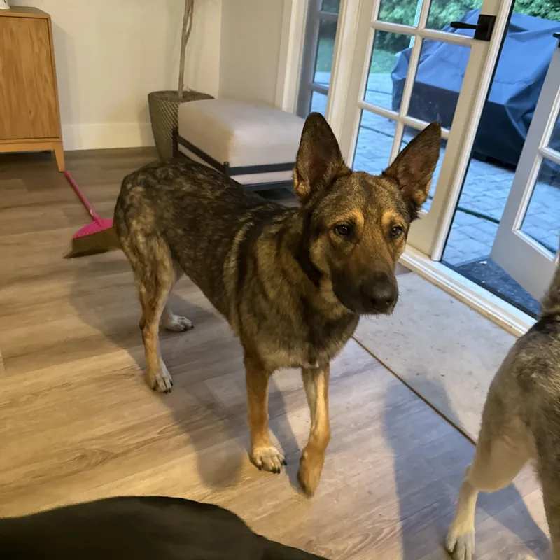 Maso And Bailey thumbnail 2