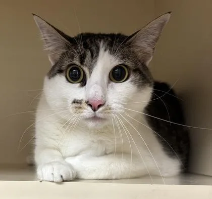 An adult large-sized female Domestic Short Hair cat named Hilda for adoption in Chamblee, GA