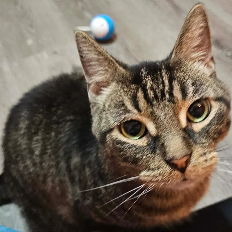 An adult medium-sized male Brown / Chocolate Domestic Short Hair cat named Orchid Mantis for adoption in DeKalb, IL