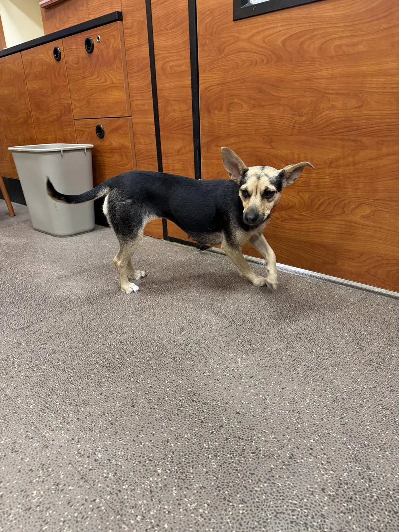 An adult medium-sized female Rat Terrier dog named Margo for adoption in Union Beach, NJ
