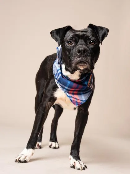 An adult medium-sized male Mixed Breed dog named Johnny Cash for adoption in Atlanta, GA