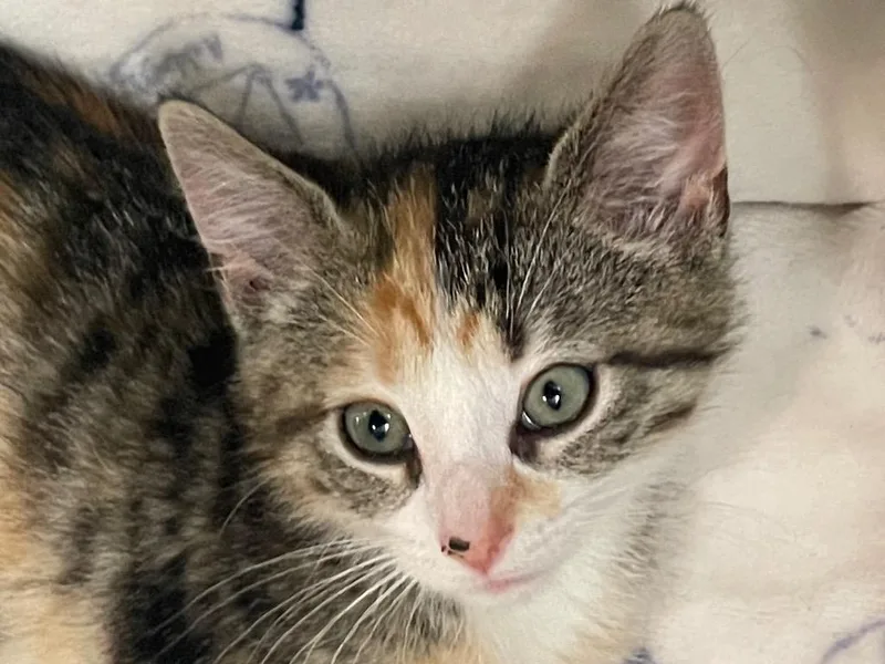 A baby small-sized female Domestic Short Hair cat named Meredith for adoption in Westfield, NY