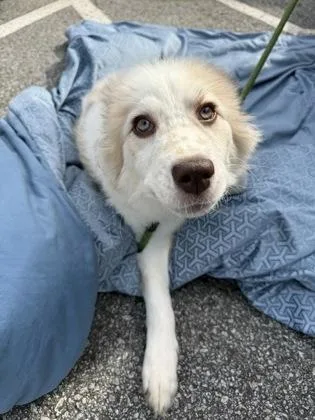A baby medium-sized female Mixed Breed dog named Speckles for adoption in Chamblee, GA