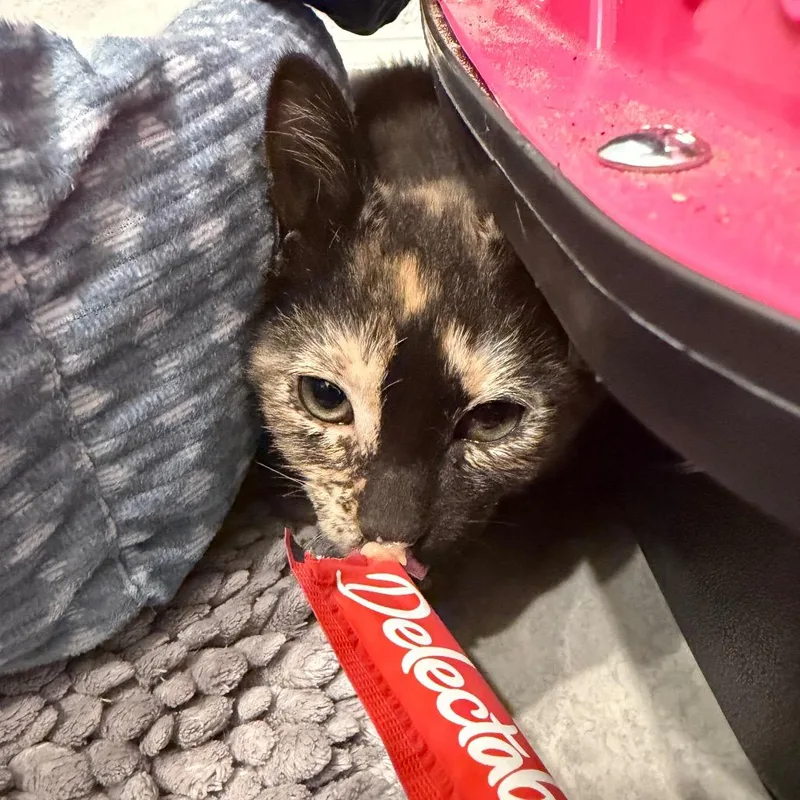 Tia