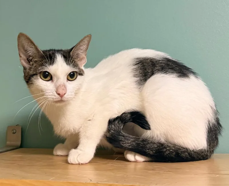 An adult medium-sized female Tabby (Brown / Chocolate) Domestic Short Hair cat named Lucie for adoption in Amery, WI
