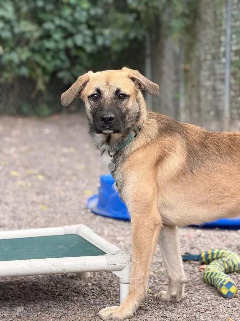 A young medium-sized male Mixed Breed dog named Louie for adoption in Menomonie, WI