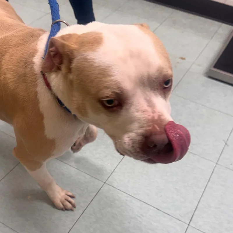 An adult large-sized male Golden Pit Bull Terrier dog named Bear Claw for adoption in Philadelphia, PA