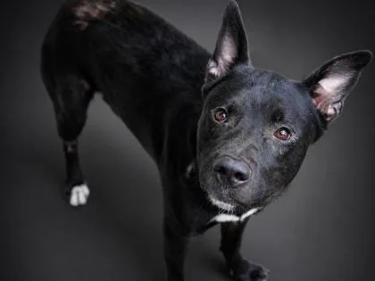 A young large-sized male Labrador Retriever dog named Draco for adoption in Bowling Green, KY