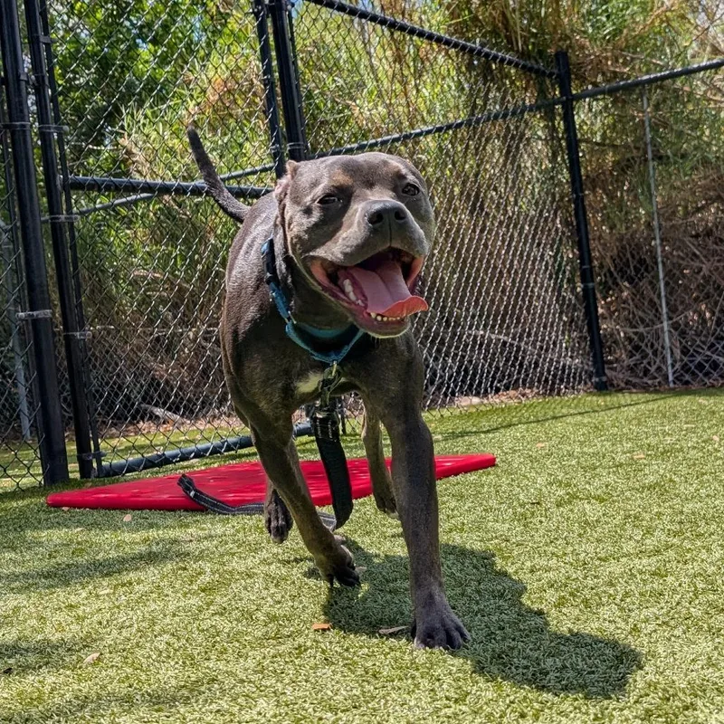 A young medium-sized female Gray / Blue / Silver Mixed Breed dog named Hazel for adoption in Sarasota, FL