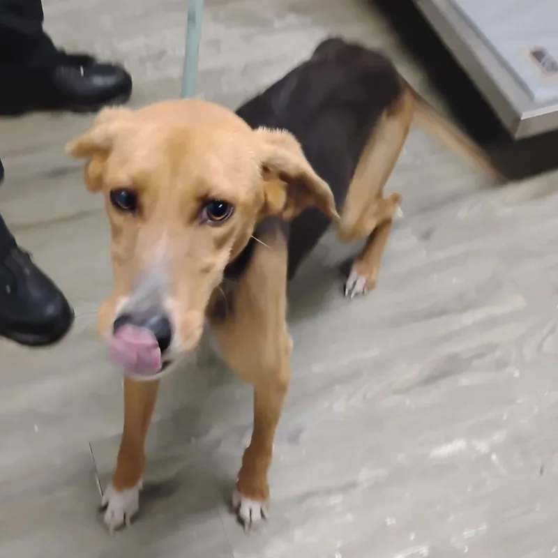 An adult medium-sized female Yellow / Tan / Blond / Fawn Mixed Breed dog named Lyra for adoption in Summerville, SC