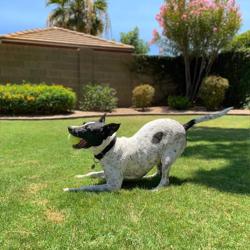 An adult medium-sized female Black Cattle Dog dog named Lacy for adoption in Phoenix, AZ