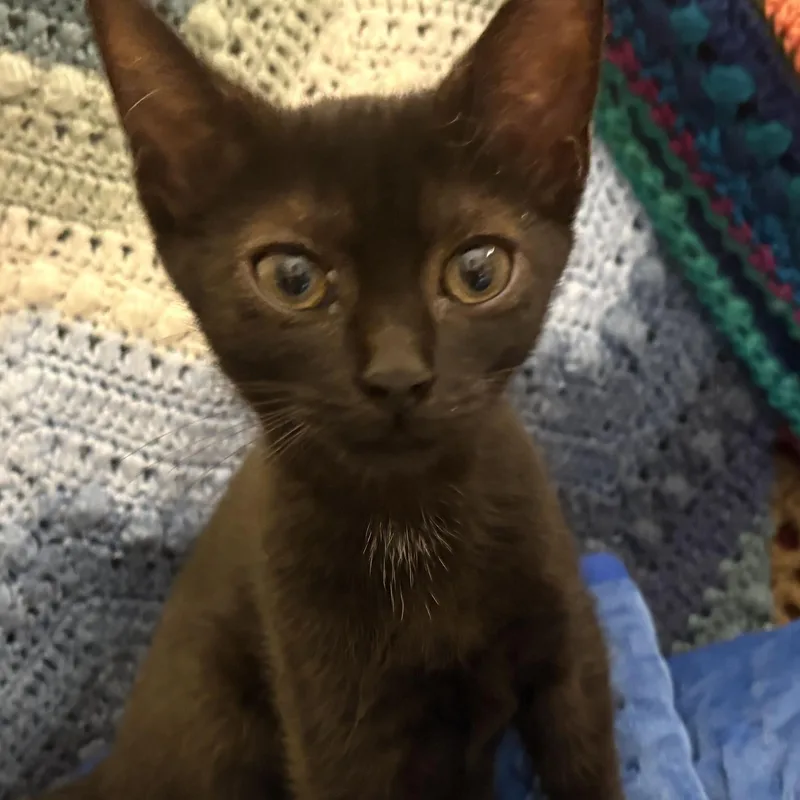 A baby medium-sized female Black Domestic Short Hair cat named Blinkie for adoption in East Point, GA