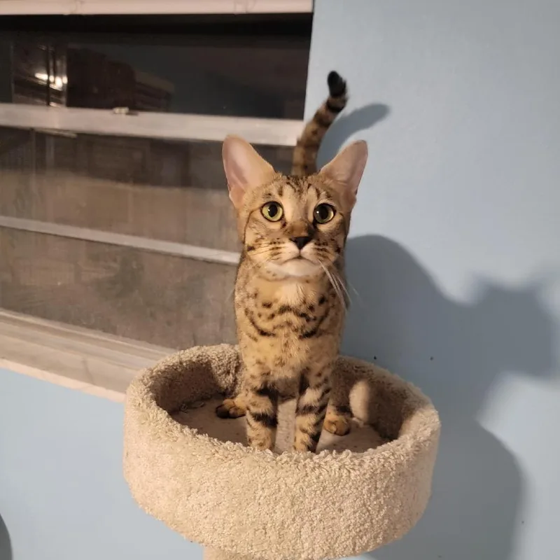An adult medium-sized female Buff / Tan / Fawn Bengal cat named Ruby for adoption in Port Richey, FL