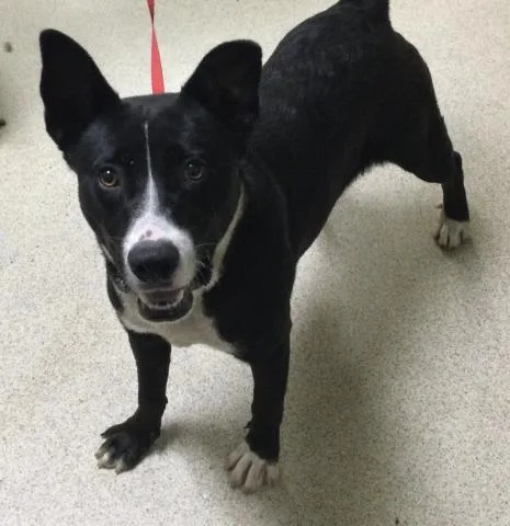 A young medium-sized male Pit Bull Terrier dog named Hawk for adoption in Riverside, CA