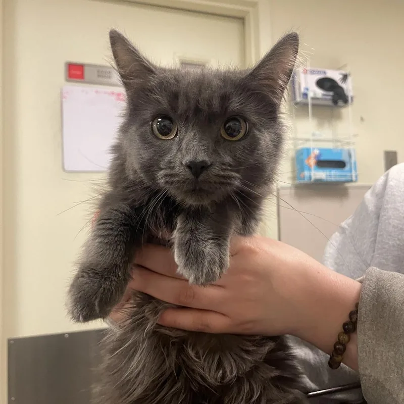 A young medium-sized female Gray / Blue / Silver Domestic Medium Hair cat named Rocky for adoption in Matteson, IL