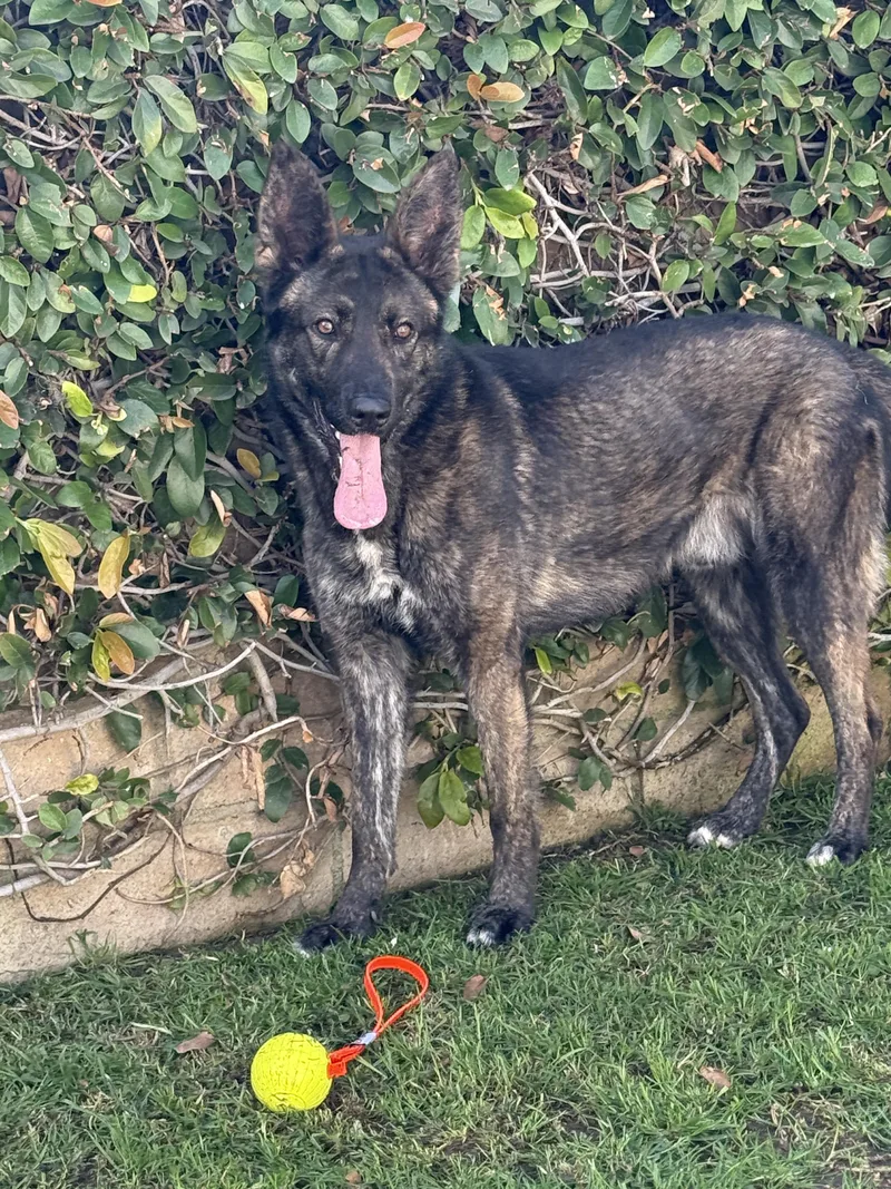 A young large-sized male Black Dutch Shepherd dog named Moppie for adoption in San Diego, CA