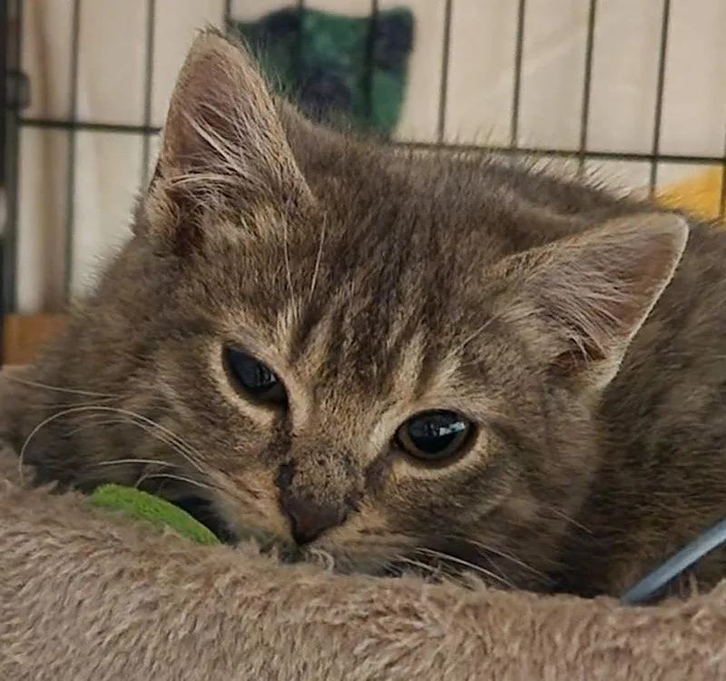 A young medium-sized male Domestic Short Hair cat named Zephyr for adoption in Delran, NJ
