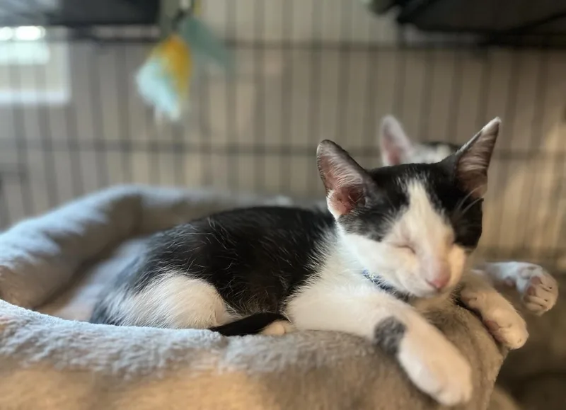 A baby small-sized male White Domestic Short Hair cat named Max Laverne & for adoption in Anthem, AZ