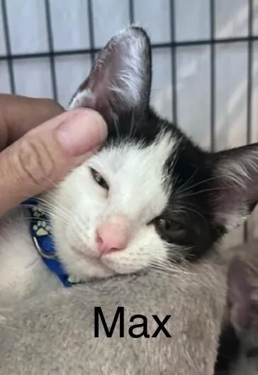 Max  Laverne & thumbnail 3