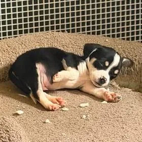 A baby small-sized male Black Mixed Breed dog named Zero for adoption in Fredericksburg, VA