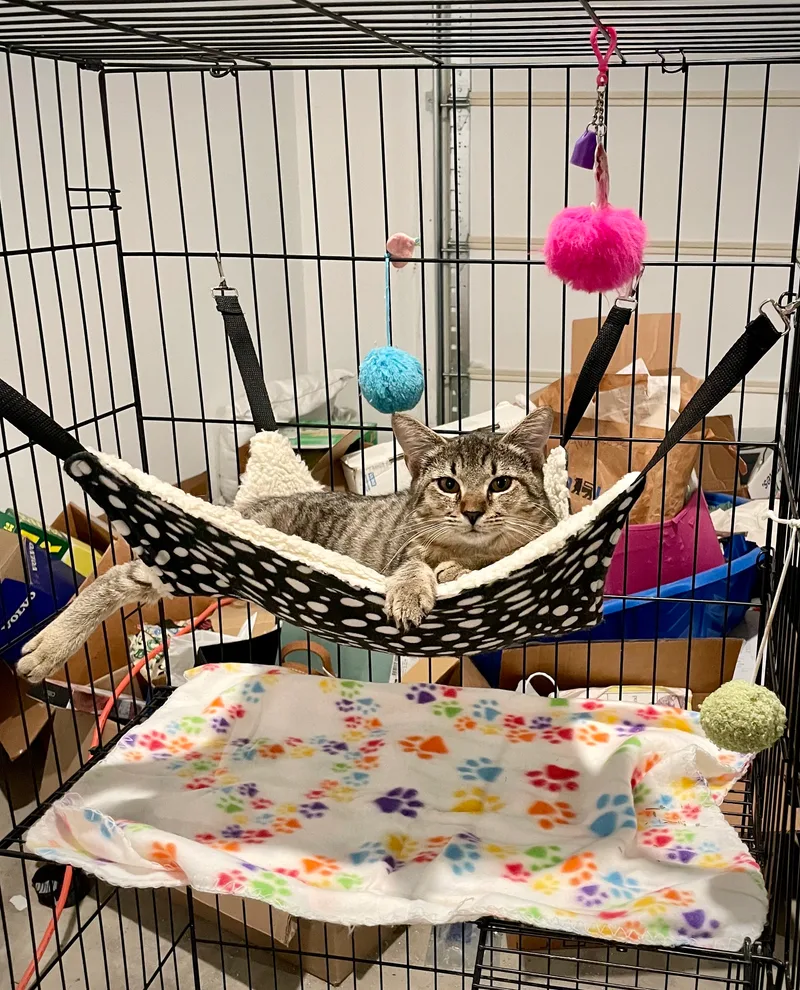 Strayze Siblings thumbnail 2