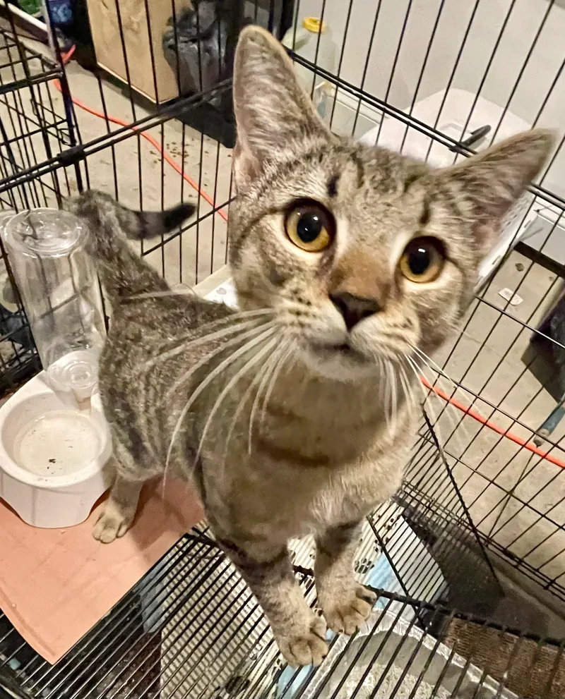 Strayze Siblings thumbnail 3