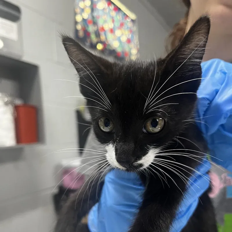 A baby small-sized male Black Domestic Short Hair cat named Santa for adoption in Summerville, SC