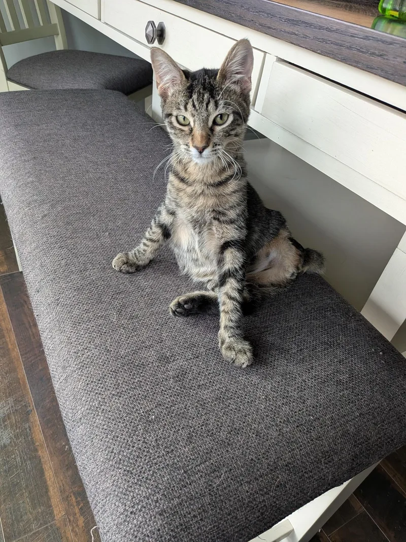A baby small-sized male Domestic Short Hair cat named Gibson for adoption in queen creek, AZ