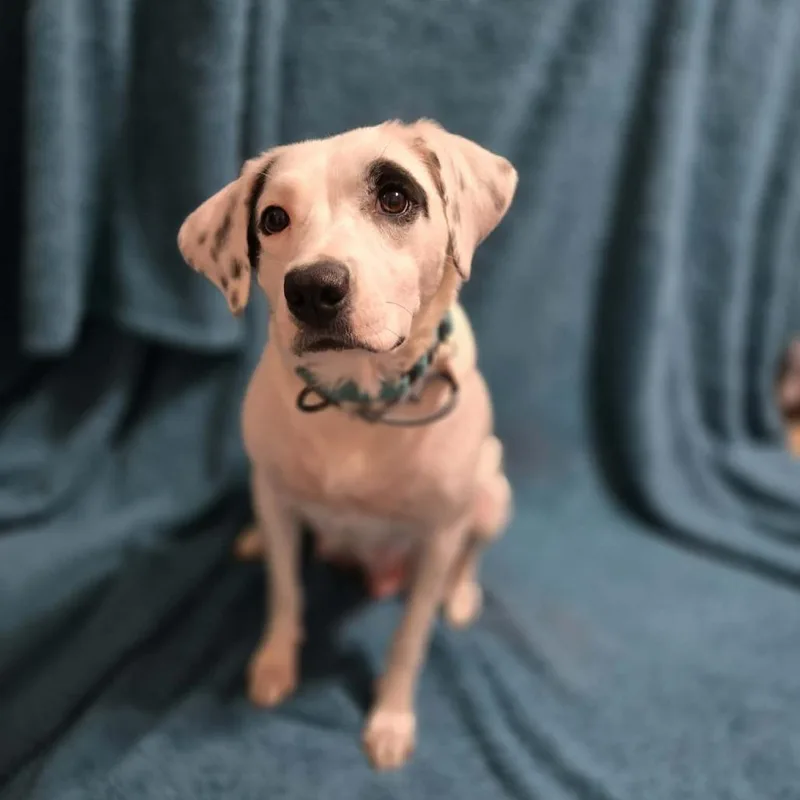 An adult medium-sized female White / Cream Mixed Breed dog named Showgirl for adoption in Olathe, KS