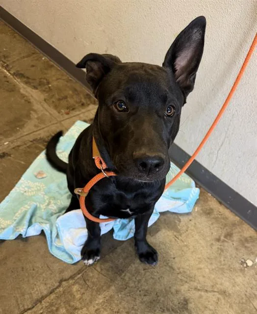 A young small-sized male Labrador Retriever dog named Freddy for adoption in Ontario, CA