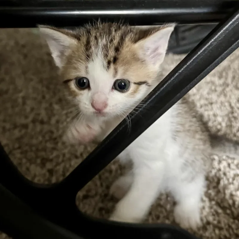 A baby small-sized female Brown / Chocolate Domestic Short Hair cat named Venus for adoption in Huntsville, AL