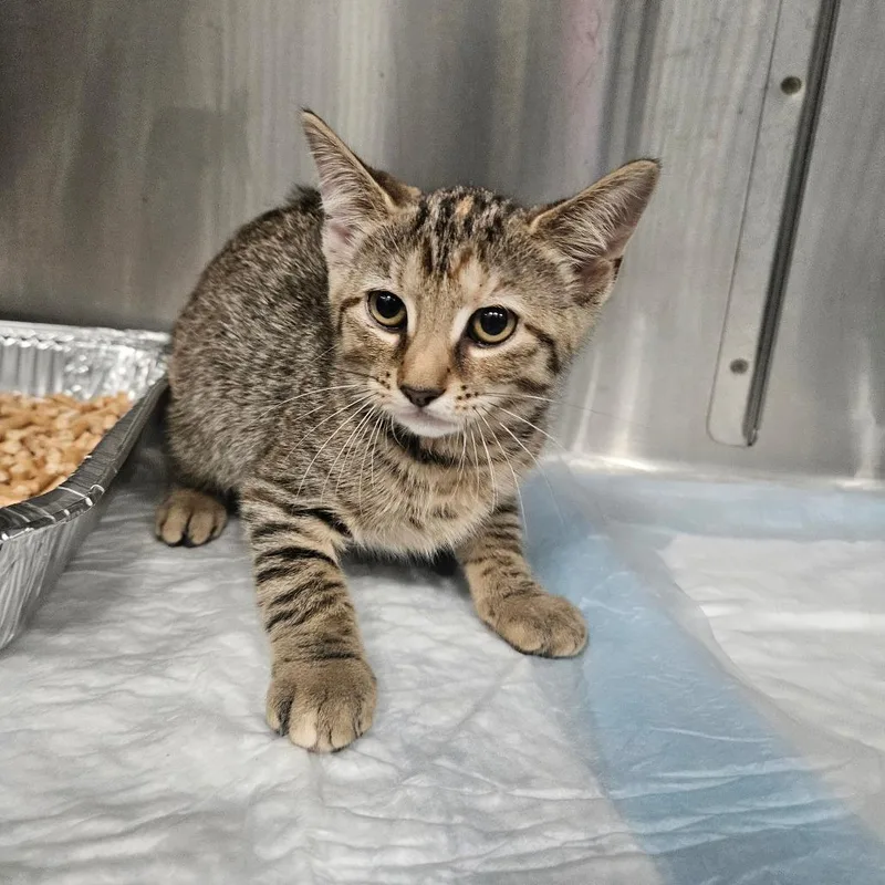 A baby small-sized female Brown / Chocolate Domestic Short Hair cat named Vermont for adoption in Greensboro, NC