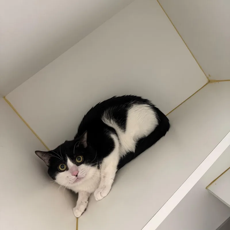 An adult medium-sized male Black & White / Tuxedo Domestic Short Hair cat named Gouda for adoption in Bloomfield, CT