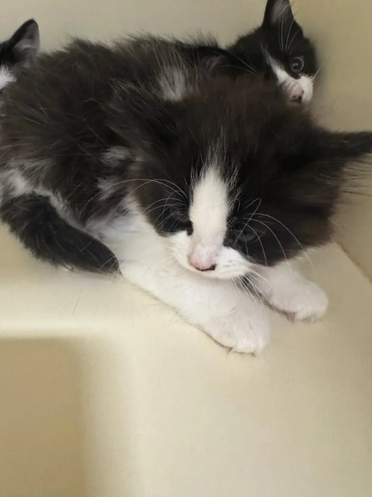 A baby medium-sized female Domestic Long Hair cat named Tina Toad for adoption in Bloomington, IN