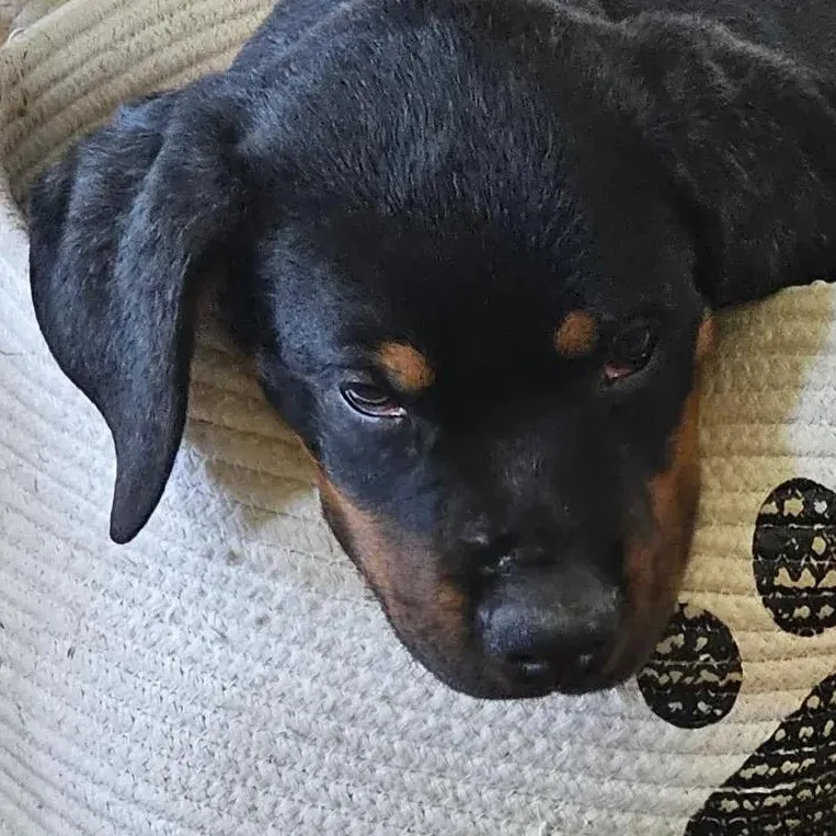 A baby large-sized male Rottweiler dog named Nino for adoption in Polk, OH