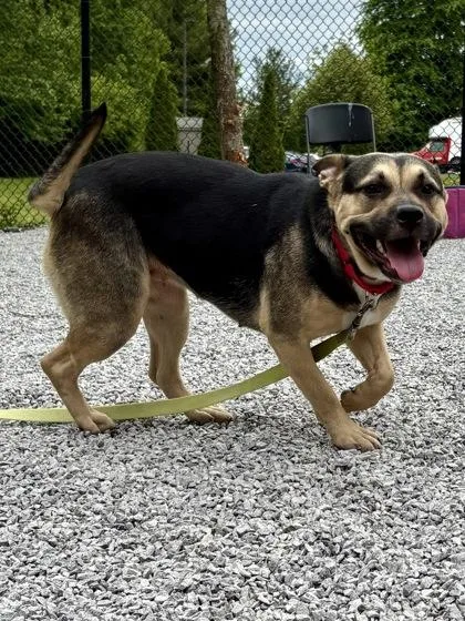 An adult medium-sized female Mixed Breed dog named Jacey for adoption in Cincinnati, OH