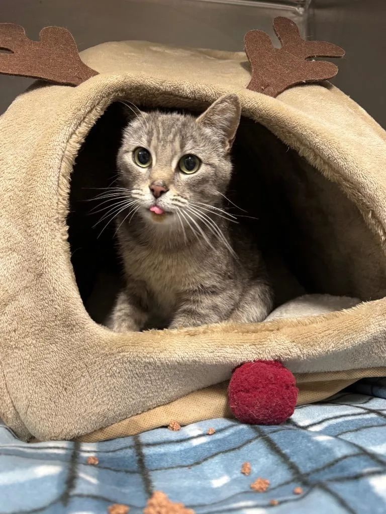 A young medium-sized female Domestic Short Hair cat named Mamaw Cass for adoption in Bloomington, IN