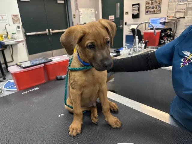 A baby small-sized male Pit Bull Terrier dog named Oakley for adoption in Thousand Palms, CA